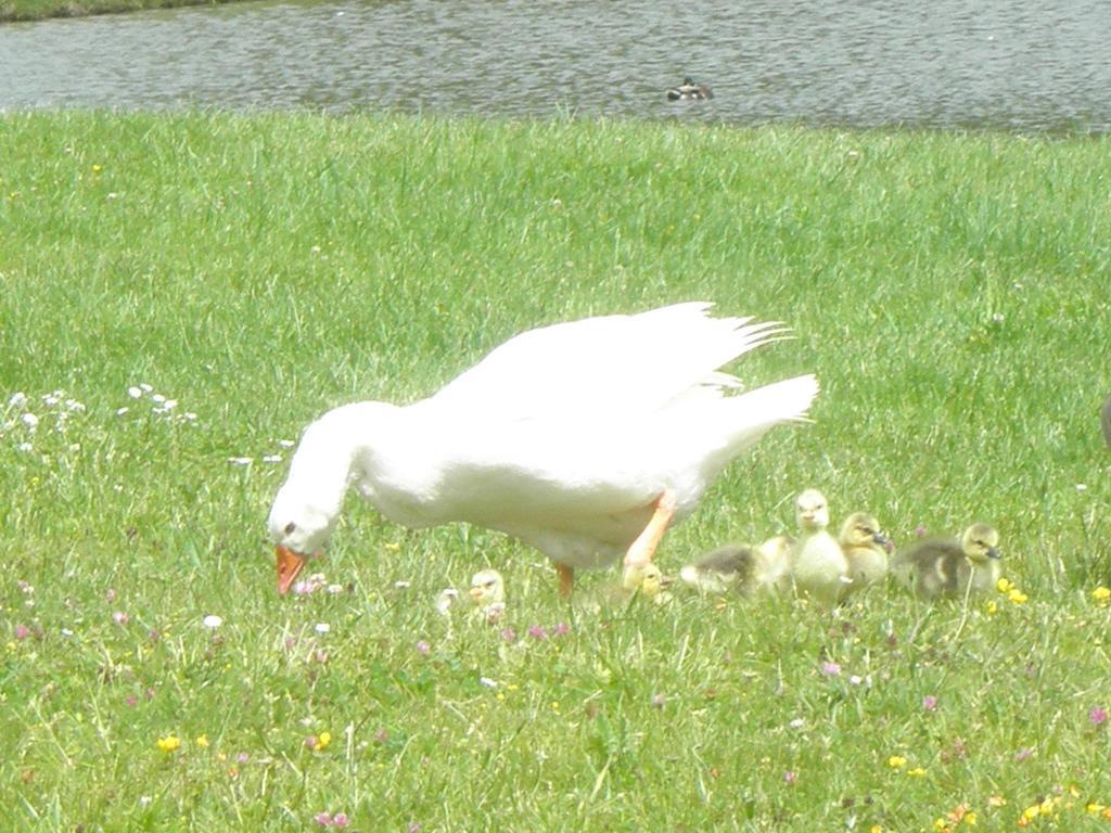 Domaine Du Moulin De L'etang *